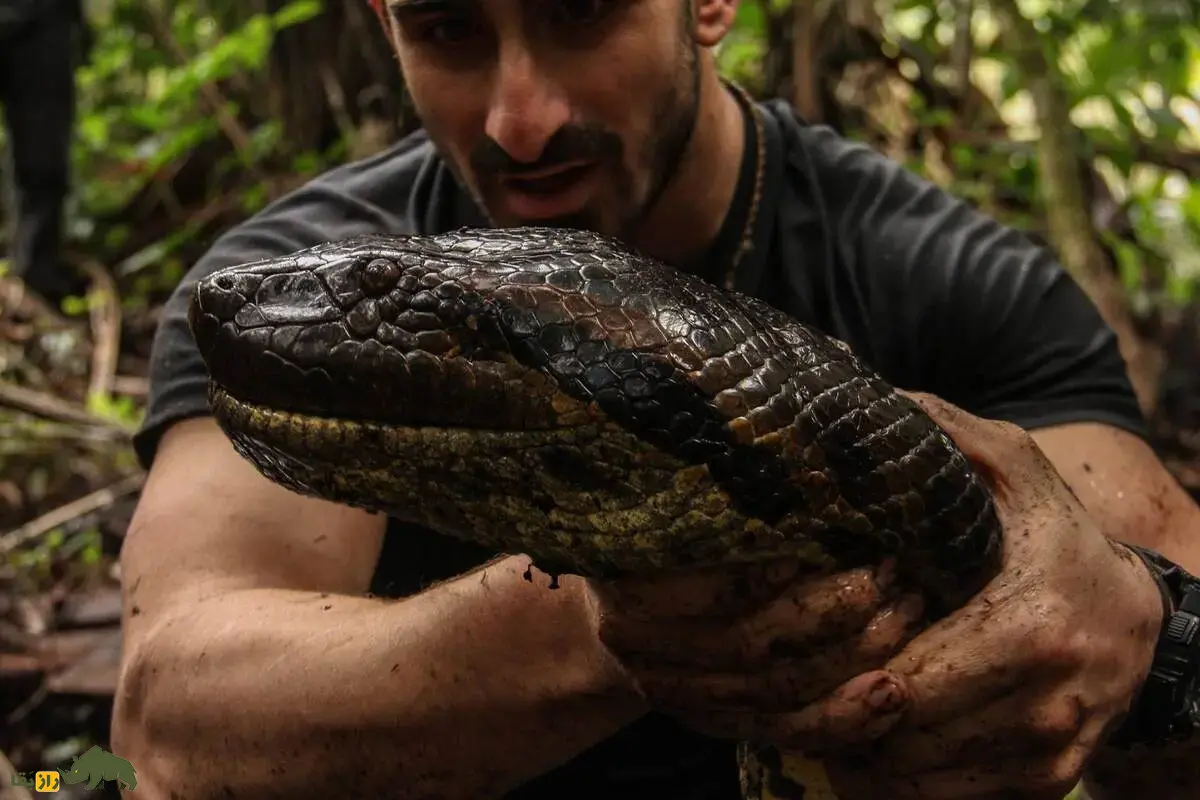 غول پنهان آمازون؛ آناکوندای ۱۰ متری که با جسدی ۴۰۰ کیلویی کشف شد و همه رکوردهای تاریخ را شکست غول پنهان آمازون؛ آناکوندای ۱۰ متری که با جسدی ۴۰۰ کیلویی کشف شد و همه رکوردهای تاریخ را شکست
