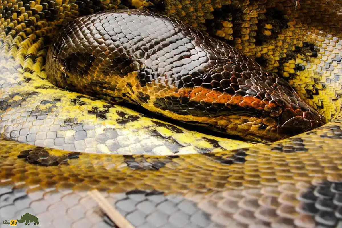 غول پنهان آمازون؛ آناکوندای ۱۰ متری که با جسدی ۴۰۰ کیلویی کشف شد و همه رکوردهای تاریخ را شکست غول پنهان آمازون؛ آناکوندای ۱۰ متری که با جسدی ۴۰۰ کیلویی کشف شد و همه رکوردهای تاریخ را شکست