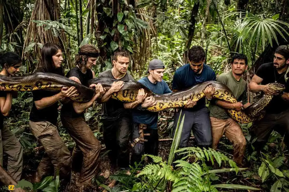 غول پنهان آمازون؛ آناکوندای ۱۰ متری که با جسدی ۴۰۰ کیلویی کشف شد و همه رکوردهای تاریخ را شکست غول پنهان آمازون؛ آناکوندای ۱۰ متری که با جسدی ۴۰۰ کیلویی کشف شد و همه رکوردهای تاریخ را شکست