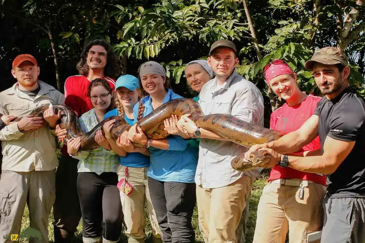 غول پنهان آمازون؛ آناکوندای ۱۰ متری که با جسدی ۴۰۰ کیلویی کشف شد و همه رکوردهای تاریخ را شکست غول پنهان آمازون؛ آناکوندای ۱۰ متری که با جسدی ۴۰۰ کیلویی کشف شد و همه رکوردهای تاریخ را شکست