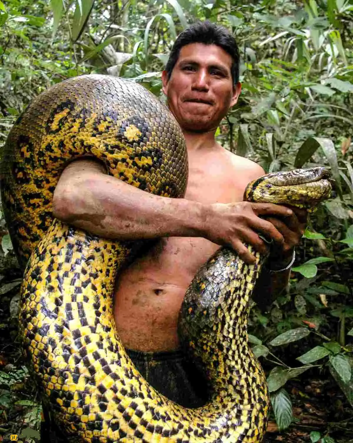 غول پنهان آمازون؛ آناکوندای ۱۰ متری که با جسدی ۴۰۰ کیلویی کشف شد و همه رکوردهای تاریخ را شکست غول پنهان آمازون؛ آناکوندای ۱۰ متری که با جسدی ۴۰۰ کیلویی کشف شد و همه رکوردهای تاریخ را شکست