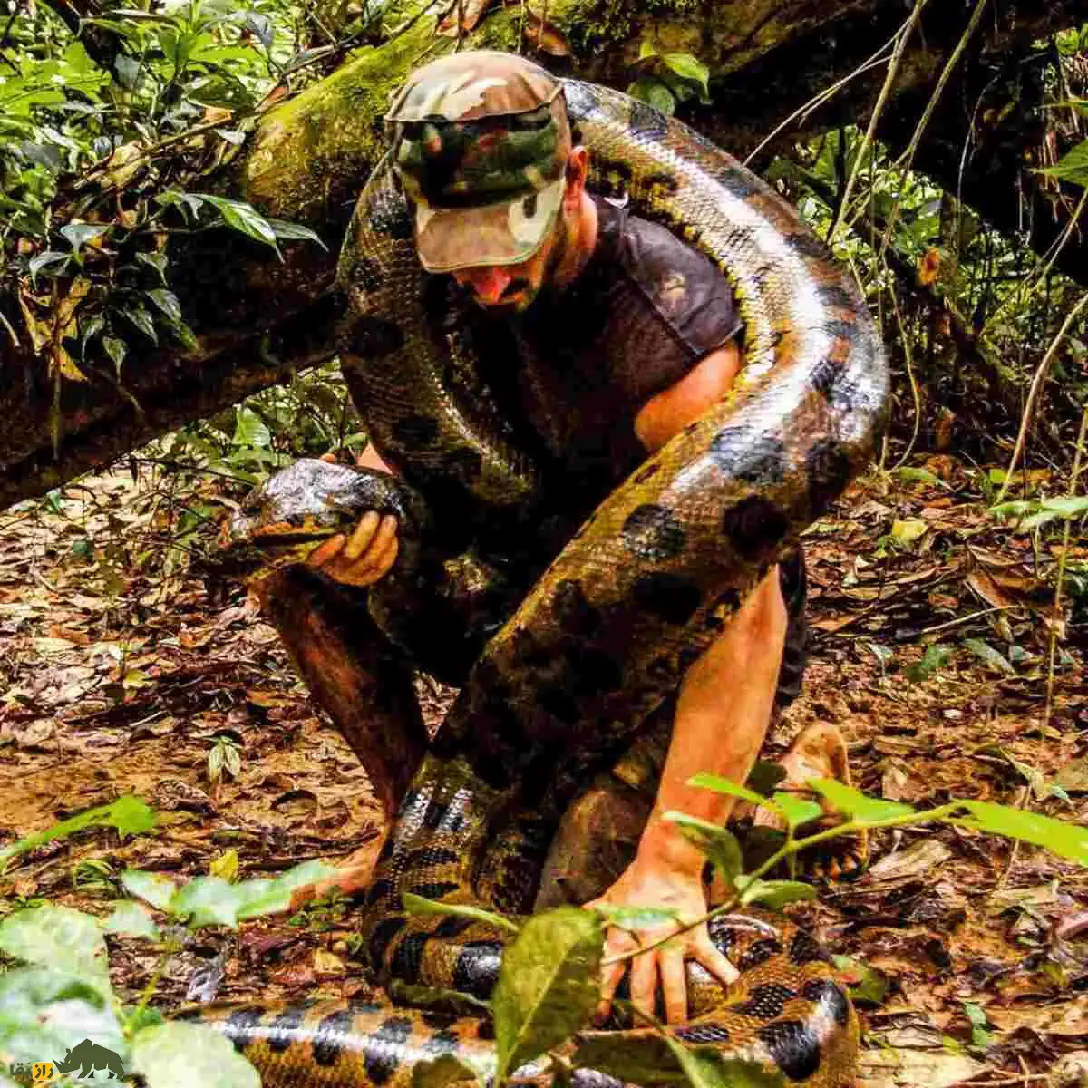 غول پنهان آمازون؛ آناکوندای ۱۰ متری که با جسدی ۴۰۰ کیلویی کشف شد و همه رکوردهای تاریخ را شکست غول پنهان آمازون؛ آناکوندای ۱۰ متری که با جسدی ۴۰۰ کیلویی کشف شد و همه رکوردهای تاریخ را شکست