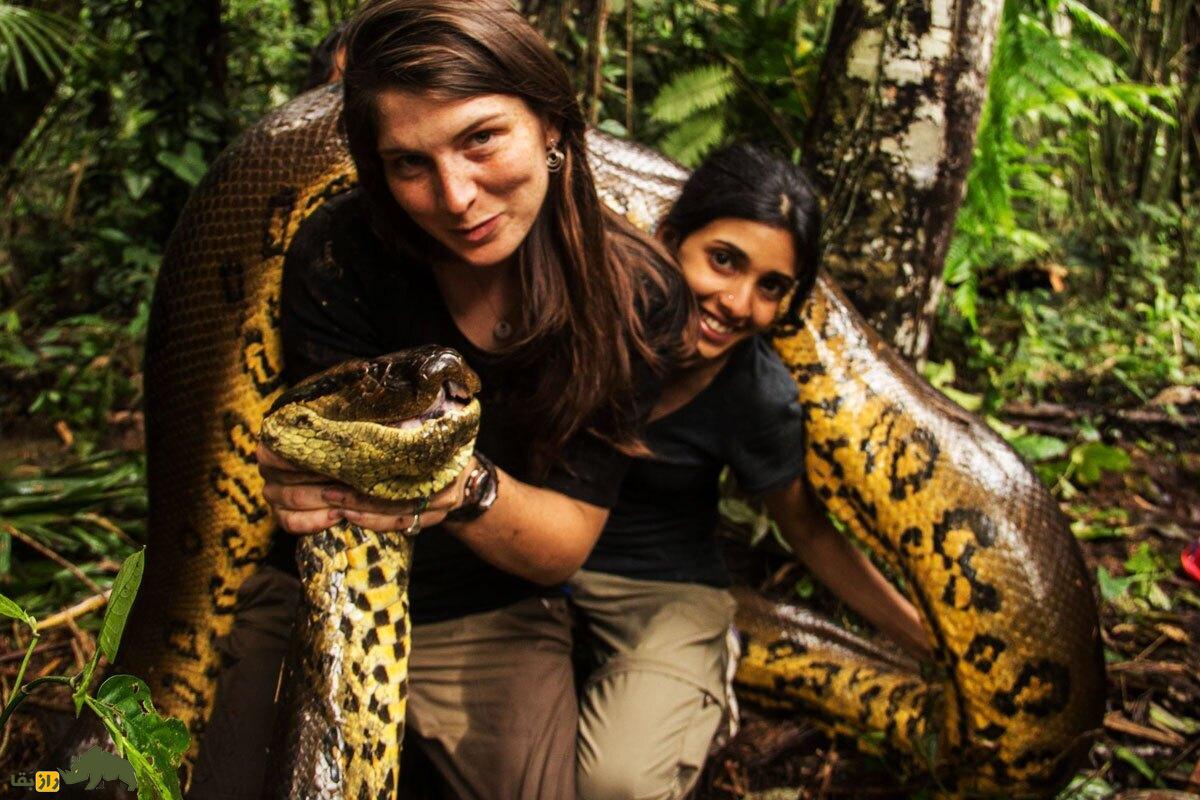 آناکوندا ۱۰ متری با جسد ۴۰۰ کیلویی؛ بزرگترین مار آناکوندا جهان چند متر طول داشت و کجا زندگی می‌کرد؟