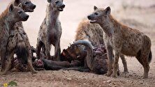 (ویدئو) نبرد مرگبار و خونین شیر نر تنها و گله کفتارها؛ کدام یک پیروز می‌شود؟