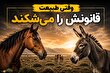 چرا بعضی حیوانات با گونه اشتباه جفت‌گیری می‌کنند؟ حقیقتی که کمتر شنیده‌اید!