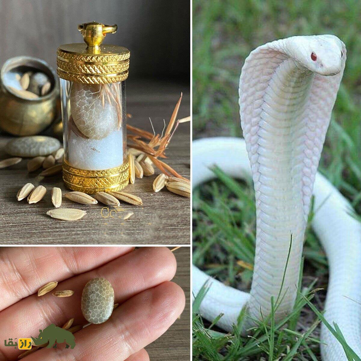 گزارش کامل یک آزمایش واقعی «یک هفته زندگی با مهره مار»؛ آیا مهره مار واقعاً کار می‌کند؟