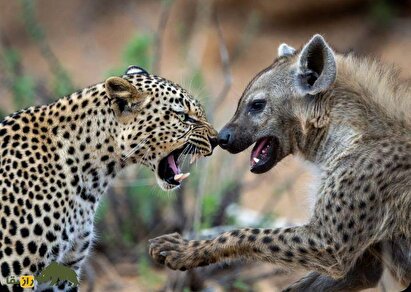 (ویدئو) لحظه هولناک حیات وحش؛ یک پلنگ کفتار را به بالای درخت کشاند و زنده زنده او را سلاخی کرد!