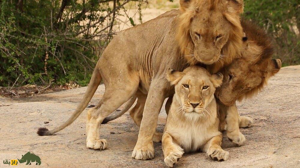 هشدار +۱۵؛ تصاویر نادر و شگفت‌انگیز از جفت‌گیری ۳ شیر نر برادر با یک شیر ماده به صورت همزمان!