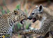 (ویدئو) لحظه هولناک حیات وحش؛ یک پلنگ کفتار را به بالای درخت کشاند و زنده زنده او را سلاخی کرد!