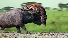 (ویدئو +16) فیلمی هولناک از لحظه‌ای که کفتار‌ها یک گاومیش را زنده زنده خوردند؛ گاومیش بیرون کشیده شدن دل و روده‌اش را تماشا می‌کند!