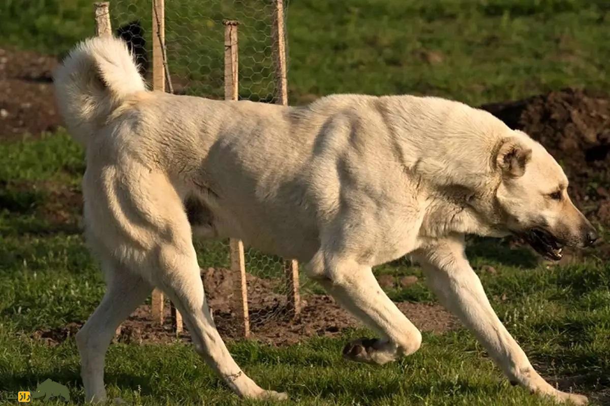 سگ سرابی و کفتار راه‌راه
