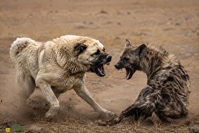 سگ سرابی قوی‌تر است یا کفتار و در نبرد خونین این دو غول کدام برنده خواهد شد؟