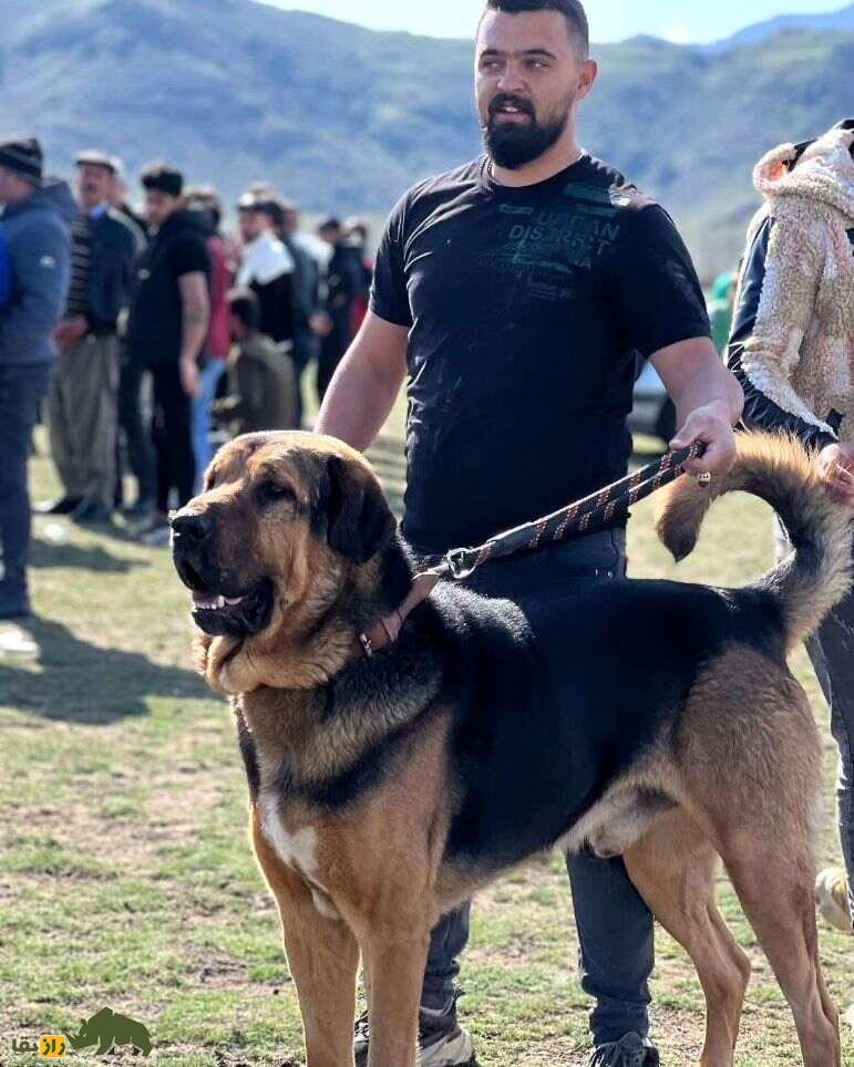 سگ کردی پژدر