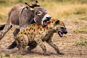 ویدئو | الاغ قوی است یا کفتار و در جنگ تن به تن این دو حیوان کدام یک پیروز خواهد شد؟