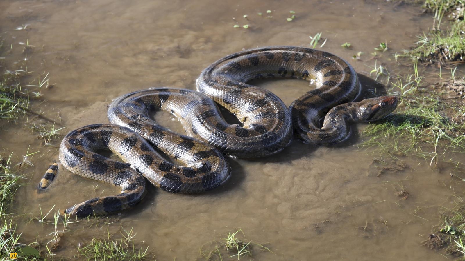 آناکوندا