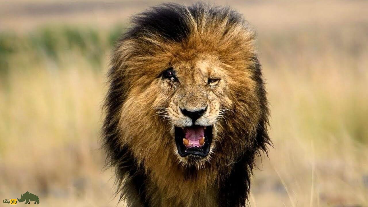 اسکارفیس چگونه زخمی شد؟ داستان واقعی زخمی که «مشهورترین شیر جهان» را افسانه کرد شیر صورت زخمی یا اسکارفیس