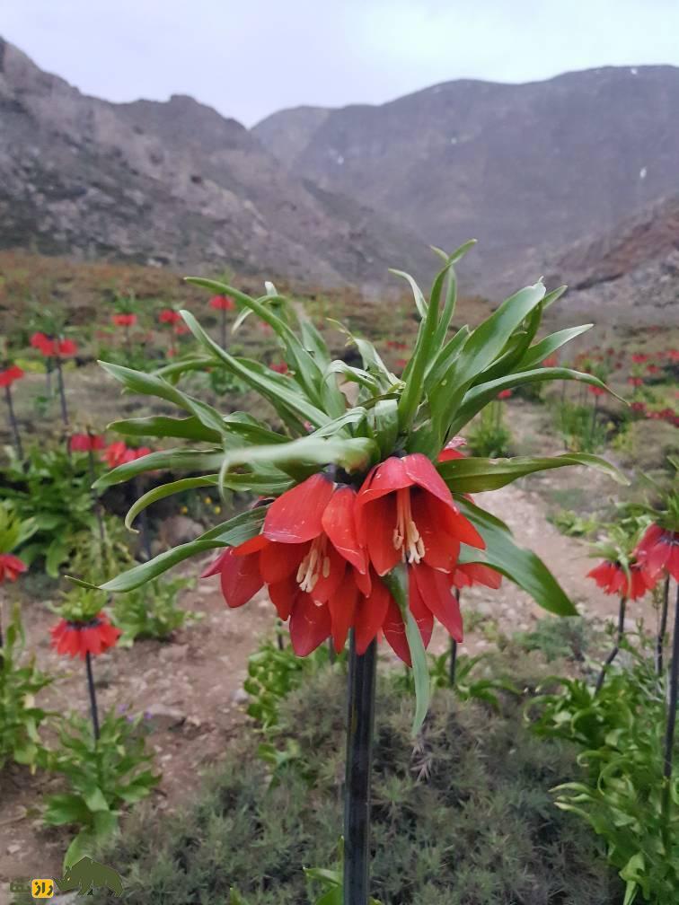 «لاله واژگون» گل افسانه‌ای ایران؛ از تاثیر در تاریخ و ادبیات ایران‌ زمین تا چالش‌های حفاظتی