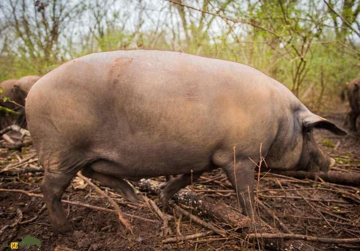 خوک