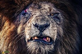 اسکارفیس چگونه مرد؟ داستان غم‌انگیز مرگ مشهورترین شیر جهان