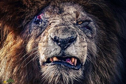 اسکارفیس چگونه مرد؟ داستان غم‌انگیز مرگ مشهورترین شیر جهان