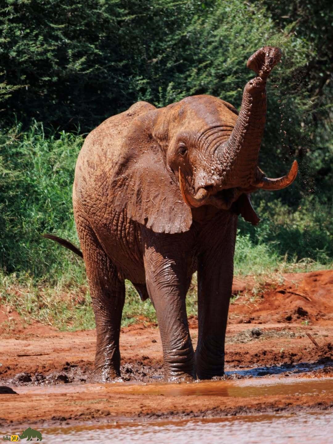اگر فیلها خرطوم نداشتند چه میشد؟ این تصاویر واقعی و دلخراش را ببینید یک فیل با خرطوم پاره شده در کنار رودخانه