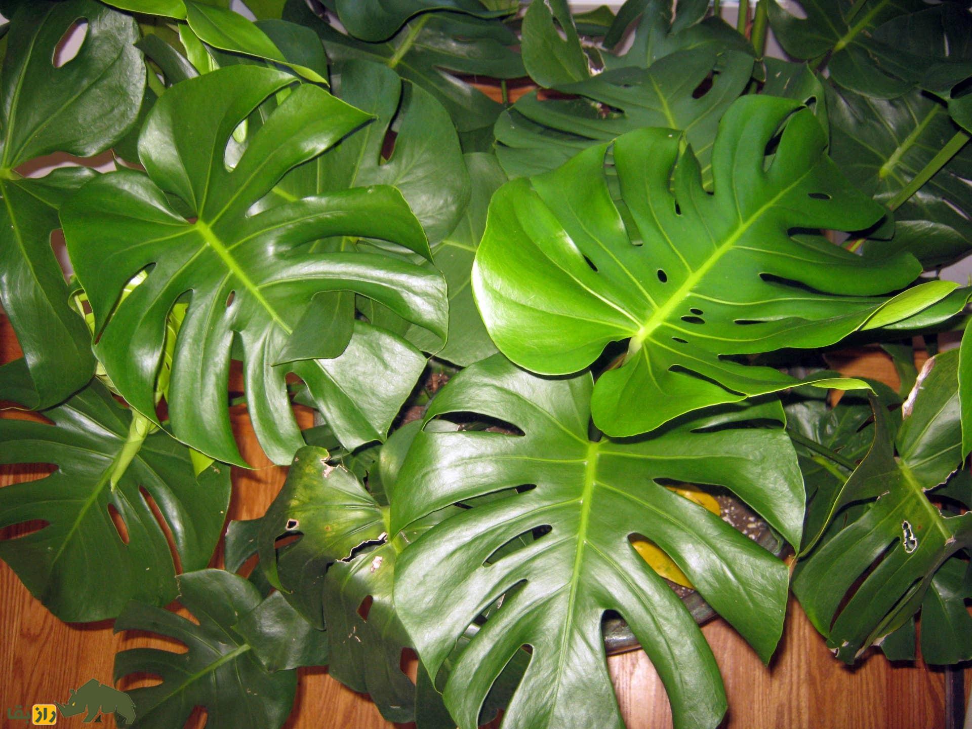 برگ انجیری