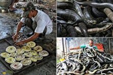 به جای گاو و گوسفند مار پایتون پروش دهید؛ گوشت لذیذتر، پروتئین بالاتر و چربی کمتر!