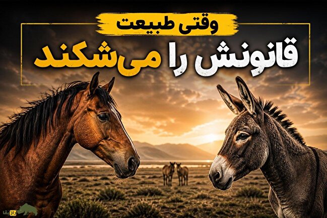 چرا بعضی حیوانات با گونه اشتباه جفت‌گیری می‌کنند؟ حقیقتی که کمتر شنیده‌اید!