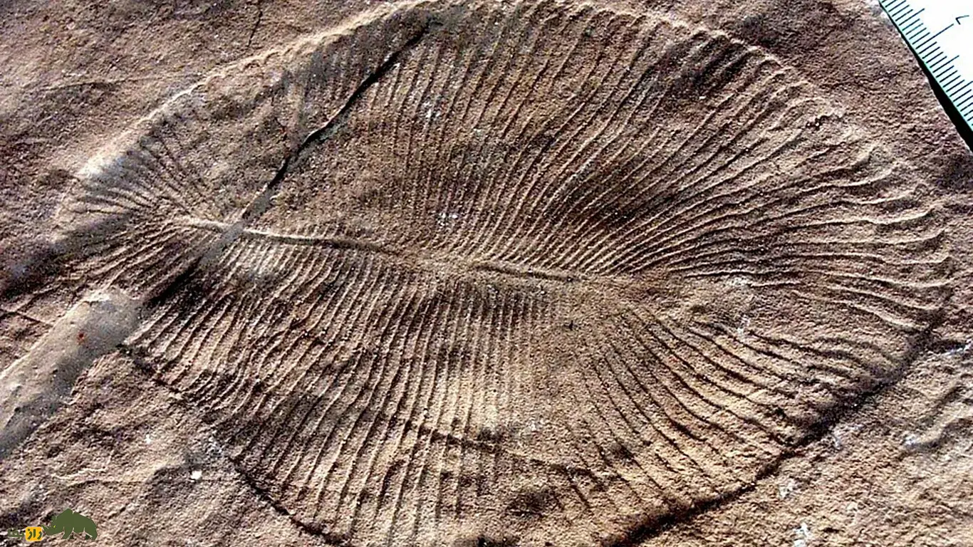 Dickinsonia