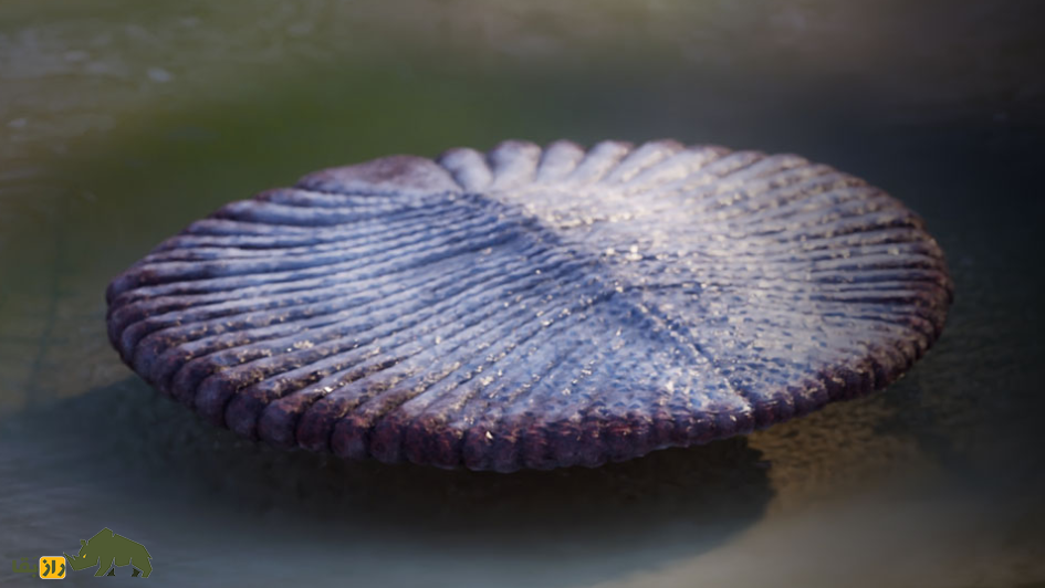 Dickinsonia