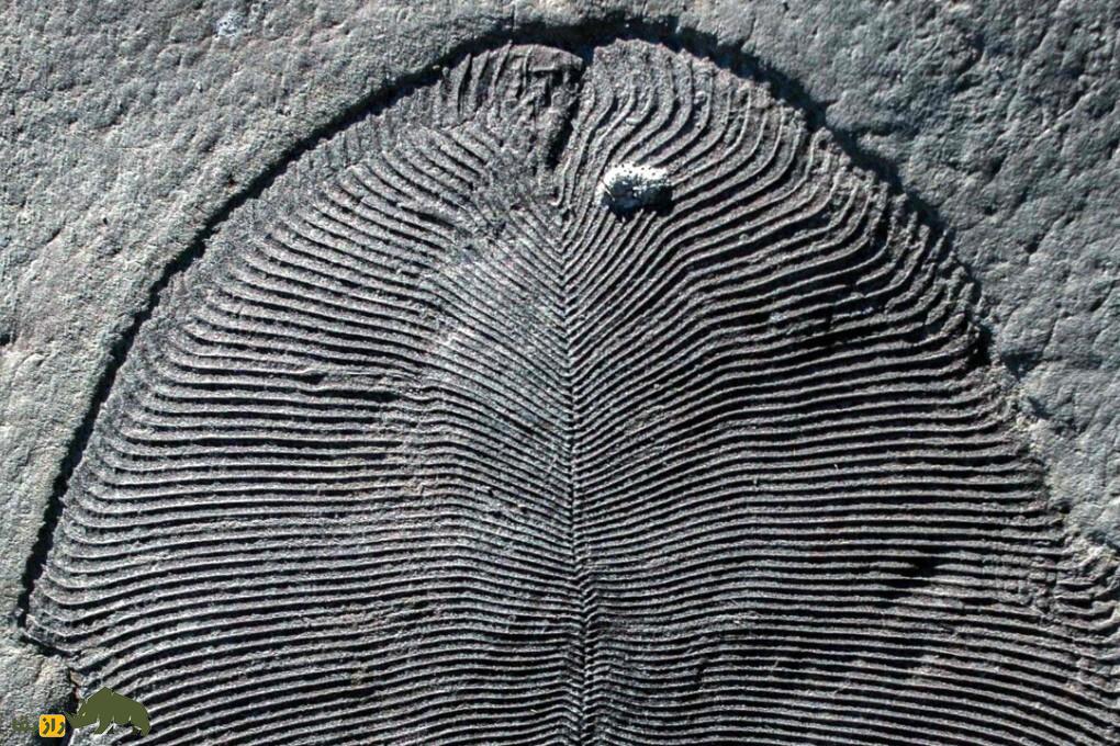 Dickinsonia