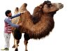 تغییرات اقلیمی و پروش شتر به جای گاو و گوسفند؛ دامداری که با بیست شتر درآمد سالانه‌اش از گاودار‌ها بیشتر شد