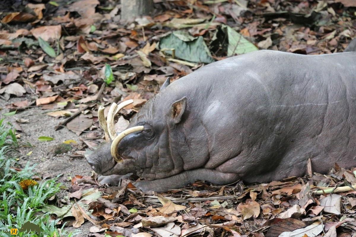 خوک‌آهو