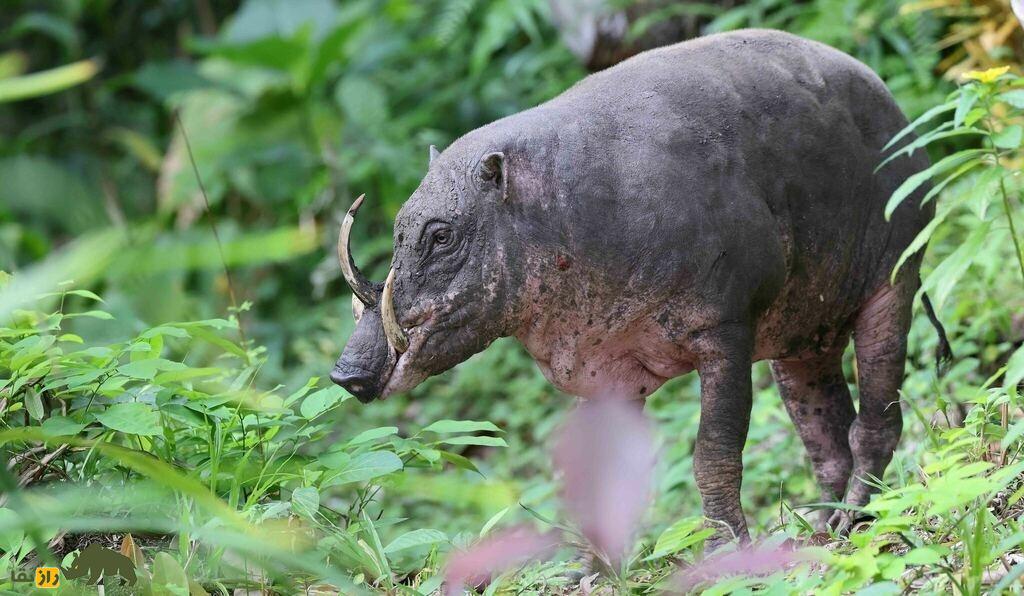 خوک‌آهو