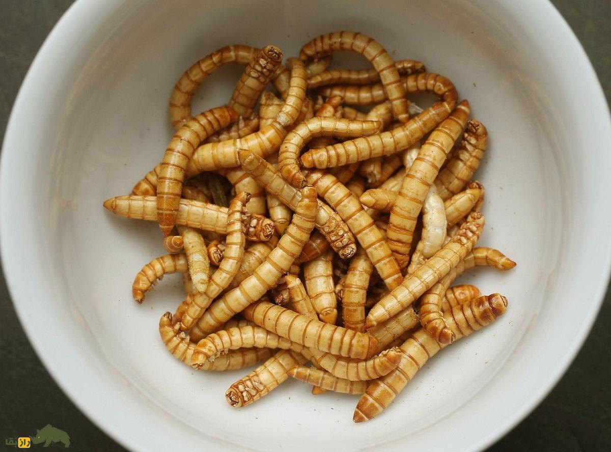 میل‌ورم