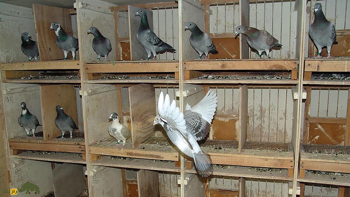دلایل گرفتگی کَت کبوتر؛ از فشار پرواز تا مشکلات تغذیهای و بیماریها کبوتر