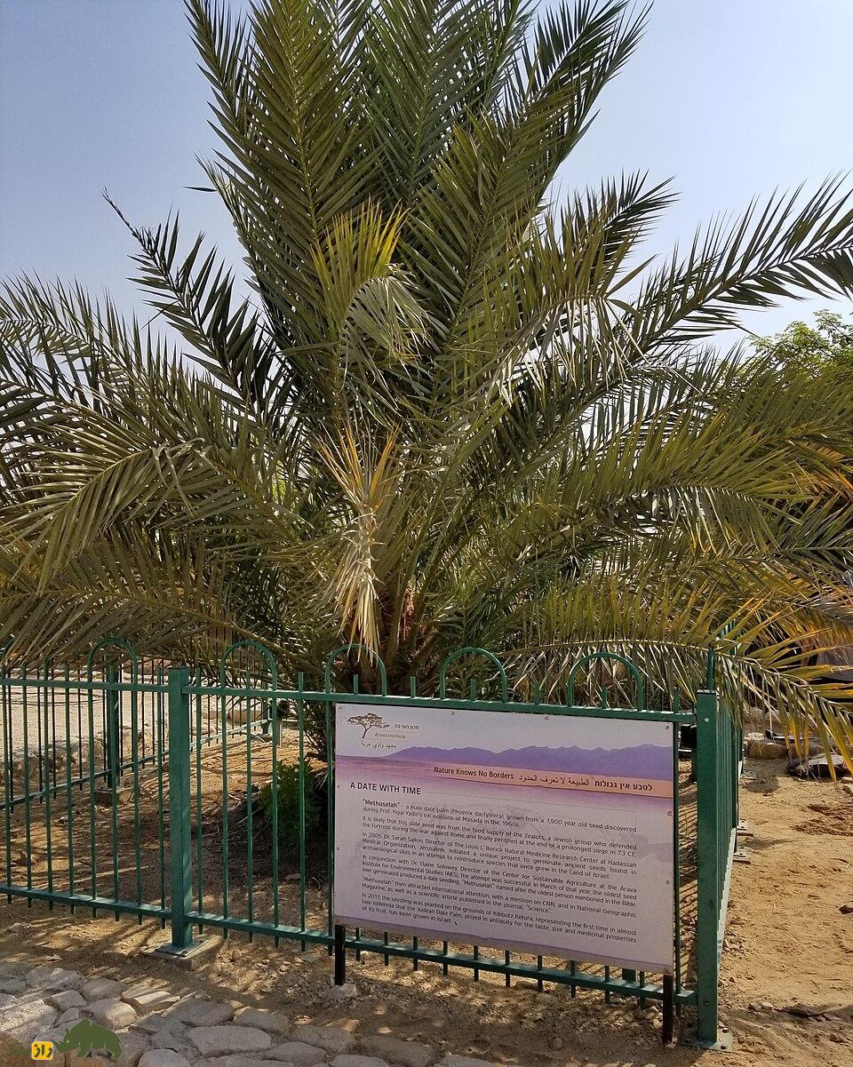 نخل خرمای یهودیه