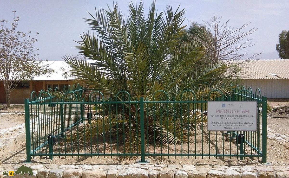 نخل خرمای یهودیه