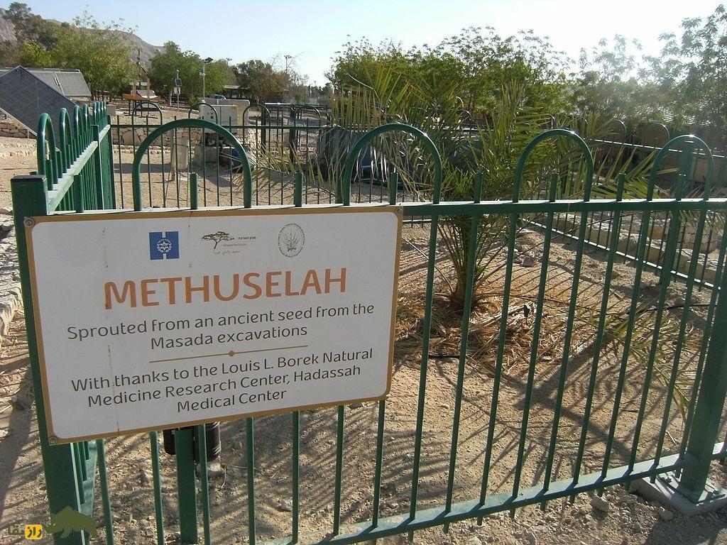 نخل خرمای یهودیه
