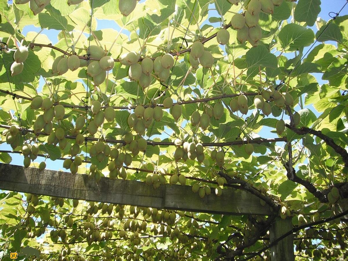 کیوی طلایی
