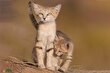 (عکس) بچه‌دار شدن گربه شنی در اصفهان