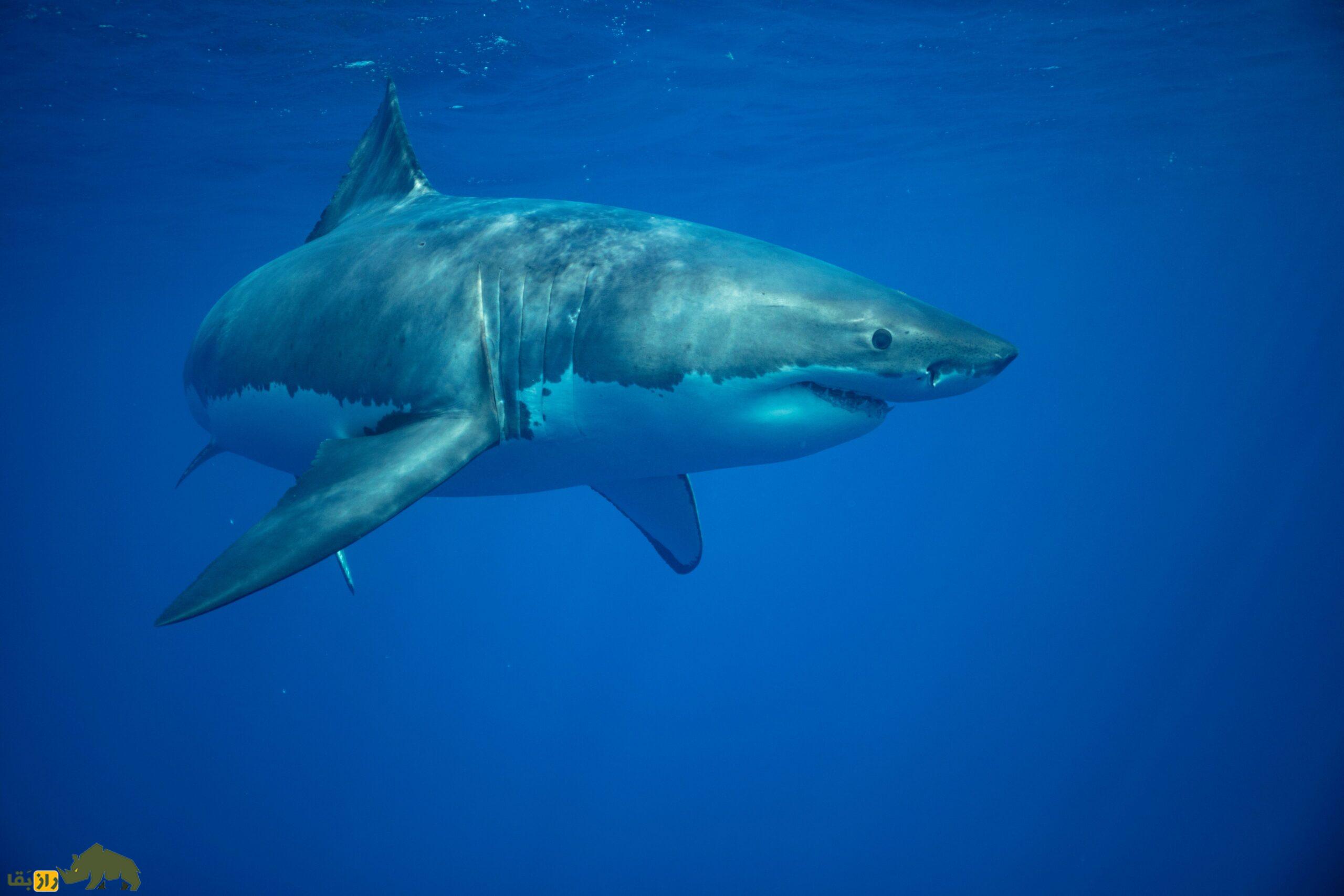 کوسه گاوی؛ خطرناکترین کوسه خلیج فارس چیست و آیا به انسان حمله میکند؟ کوسه گاوی