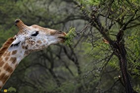 جنگ پنهان و مرگبار در جنگل؛ نبرد گیاهان و حیوانات برای بقا که شما هرگز نمی‌بینید