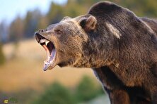 فیلمی از قدم زدن خرس قهوه‌ای در سوادکوه