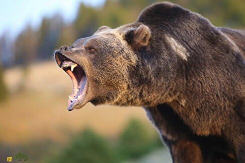 فیلمی از قدم زدن خرس قهوه‌ای در سوادکوه