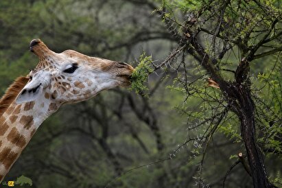 جنگ پنهان و مرگبار در جنگل؛ نبرد گیاهان و حیوانات برای بقا که شما هرگز نمی‌بینید