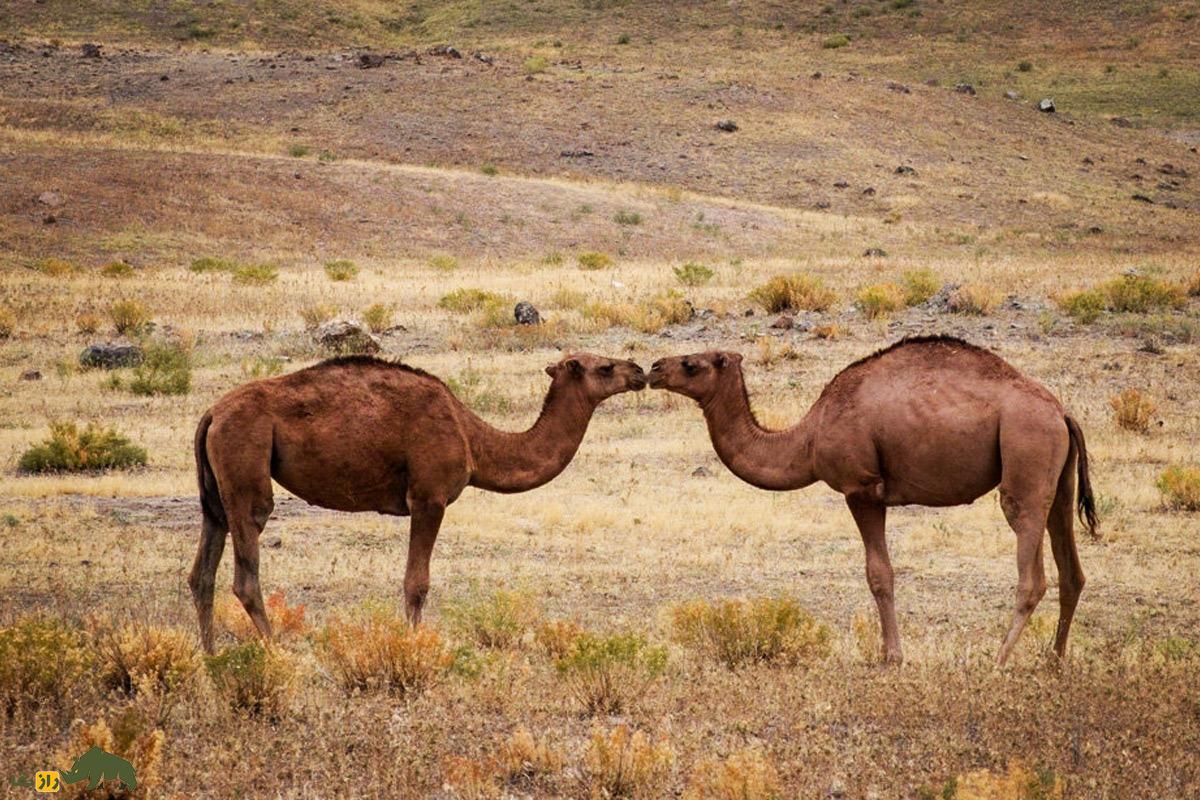 تغییرات اقلیمی و پروش شتر به جای گاو و گوسفند؛ دامداری که با بیست شتر درآمد سالانهاش از گاودارها بیشتر شد دو شتر روبه روی هم در یک صحرای خشک