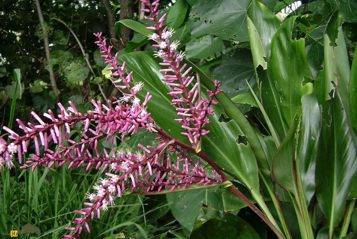 نخل خوشبختی