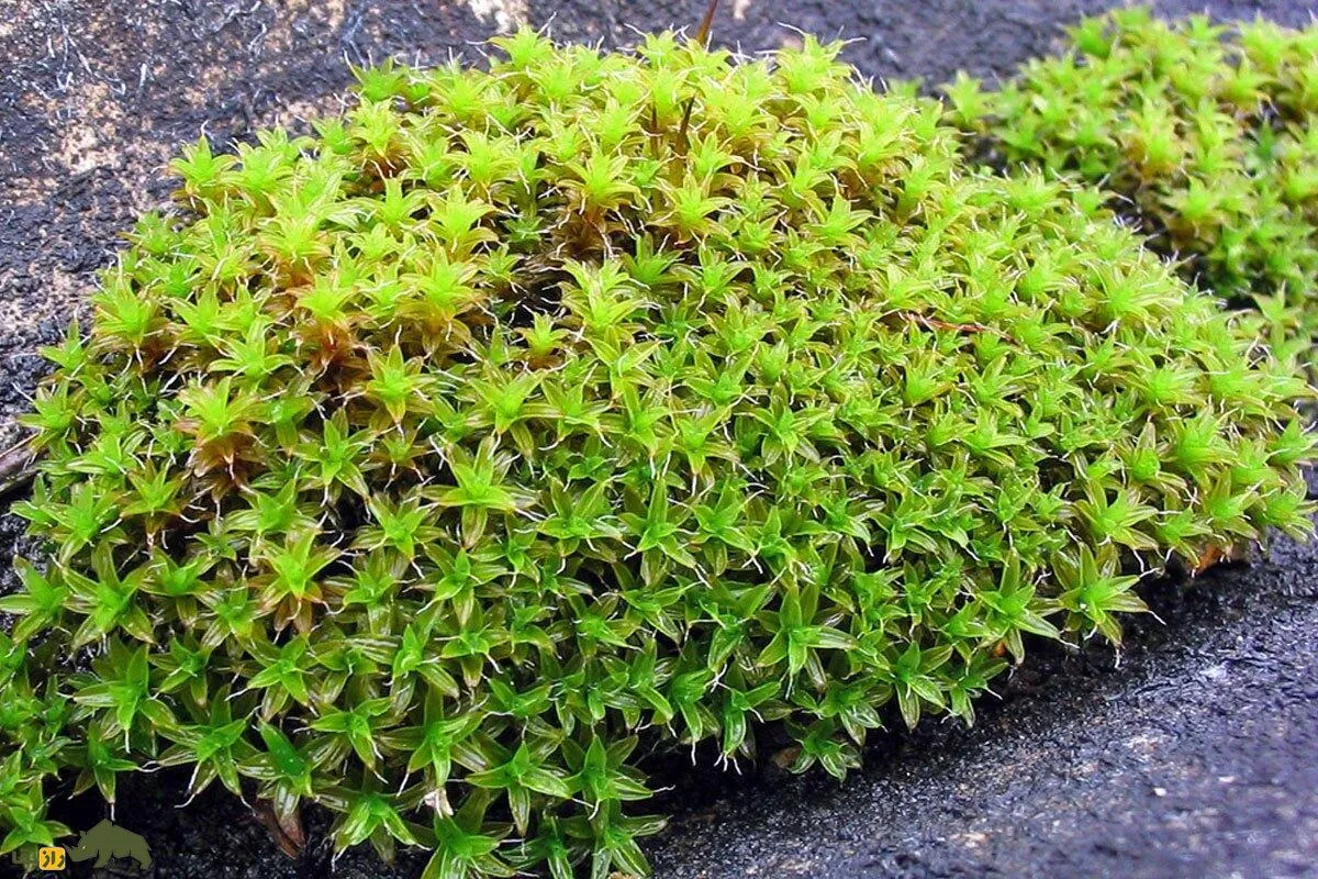 آیا این گیاه سخت‌جان می‌تواند مریخ را به جهانی سبز و زنده تبدیل کند؟
