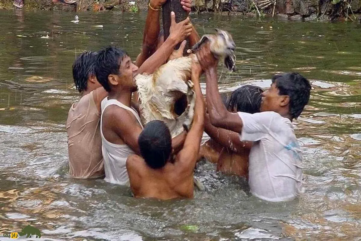 جشنواره بز خکانا؛ چرا در این جشنواره وحشیانه در نپال بزها را در آب خفه می‌کنند؟